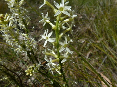 Stackhousia subterranea