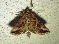Autographa rubidus