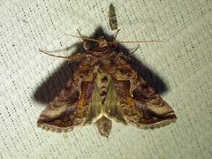 Autographa rubidus