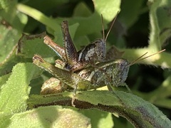 Phaedrotettix accola