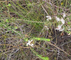 Agathosma blaerioides