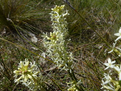 Stackhousia subterranea