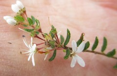 Agathosma blaerioides