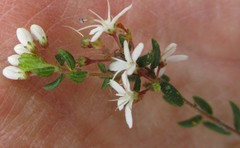 Agathosma blaerioides