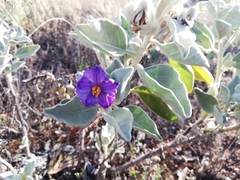Solanum lasiophyllum