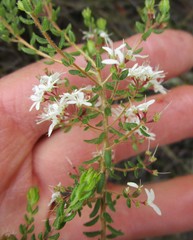 Agathosma blaerioides