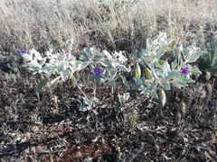 Solanum lasiophyllum
