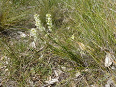 Stackhousia subterranea