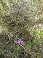 Polygala refracta