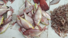 Nemipterus japonicus