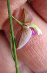 Polygala refracta