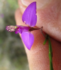 Polygala refracta