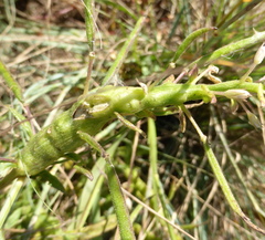 Cleome monophylla