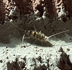 Thermobia domestica
