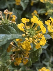 Lantana × hybrida