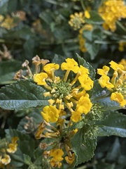 Lantana × hybrida