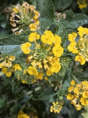 Lantana × hybrida