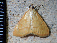 Helvibotys helvialis