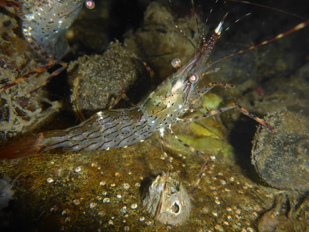 dock shrimp