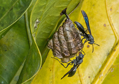 Polistes aterrimus