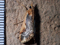 Loxostege albiceralis