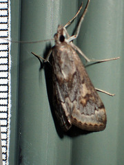 Loxostege allectalis