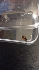 Megachile umbripennis