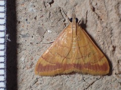Pyrausta pseudonythesalis