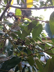 Colubrina arborescens