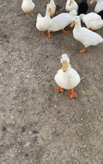 Anas platyrhynchos domesticus