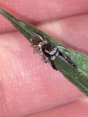Habronattus hirsutus