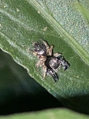 Habronattus hirsutus