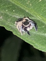 Habronattus hirsutus