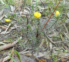 Hibbertia humifusa