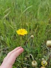 Podolepis linearifolia
