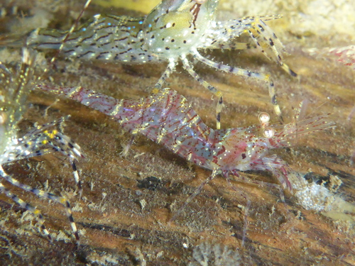 threespine coastal shrimp