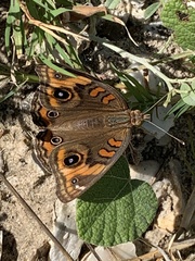 Junonia neildi