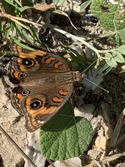 Junonia neildi