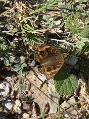 Junonia neildi