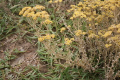 Helichrysum crispum