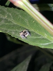 Habronattus hirsutus