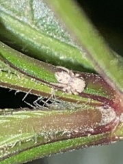 Araneae