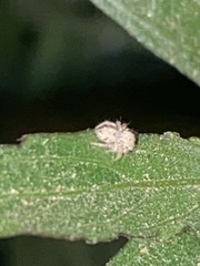 Araneae