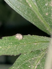 Araneae