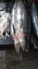 Scomberomorus guttatus