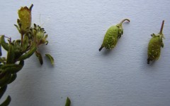 Agathosma blaerioides