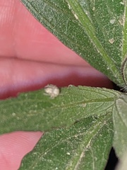 Araneae