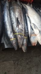 Scomberomorus guttatus