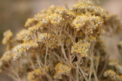 Helichrysum crispum
