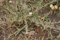 Helichrysum crispum